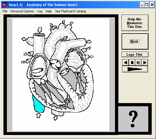 Computer Flashcards of the anatomy of the human heart