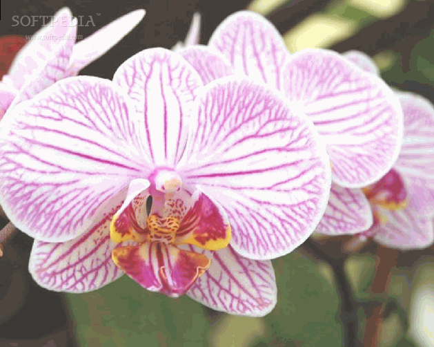 Conservatory Of Flowers Orchid Screensaver
