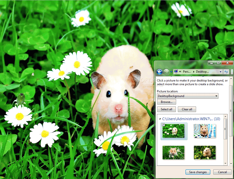 Cute Hamsters Windows 7 Theme