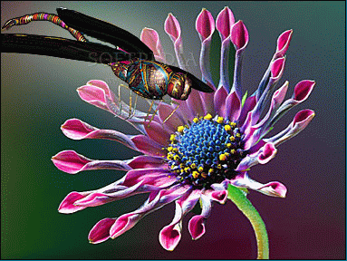 Jeweled Dragonfly 3D Screensaver