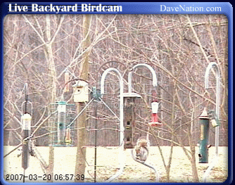 Live Backyard Birdcam