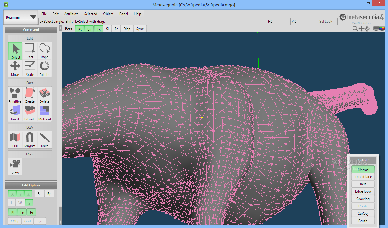 Metasequoia