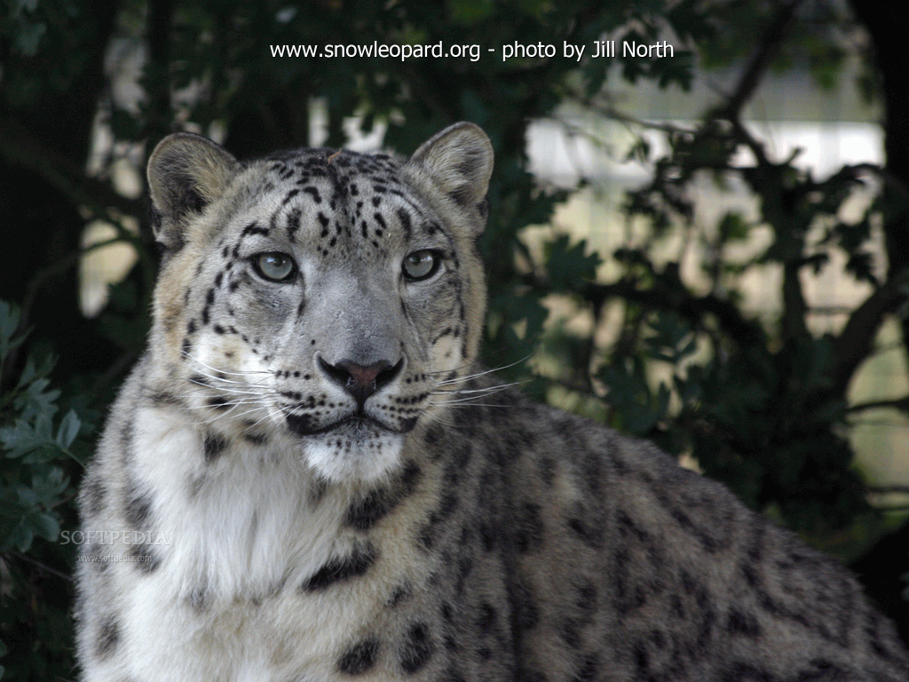 Snow Leopard Screensaver